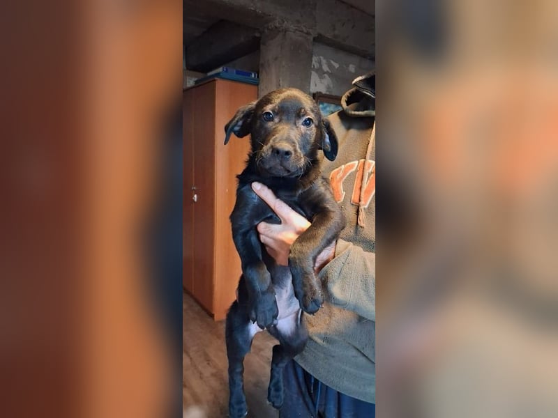 Oliver sucht ein zu Hause