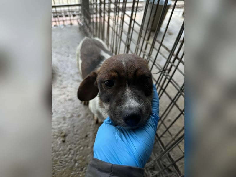 Slate sucht sein Abenteuer