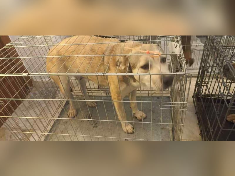 Assal sucht ihre Menschen