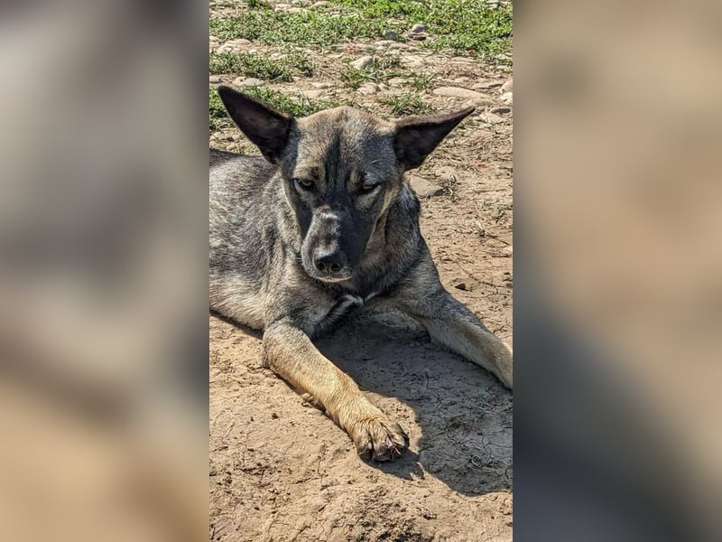 Gismo sucht seine Menschen