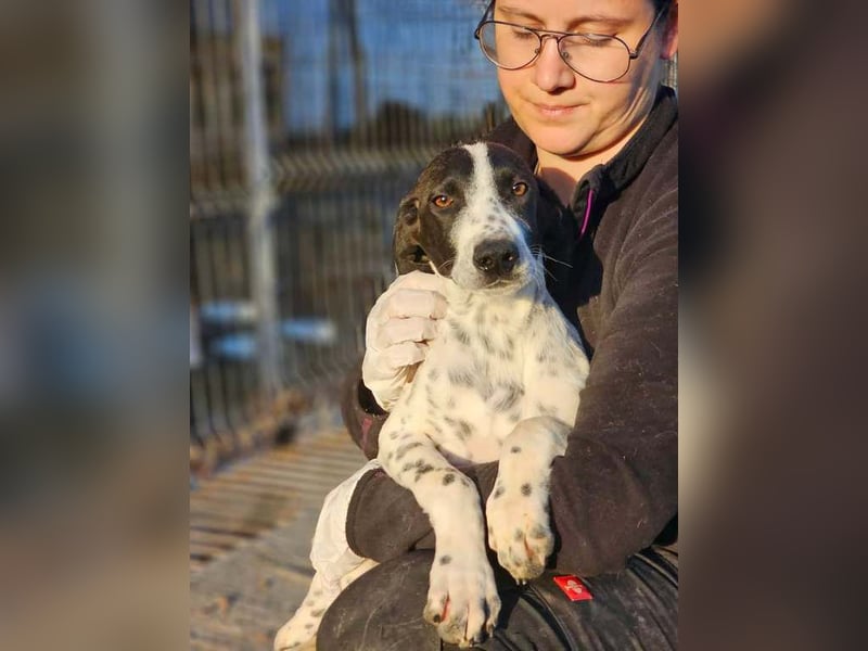 Leona sucht ein zu Hause