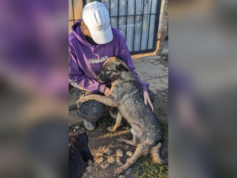 Gismo sucht seine Menschen