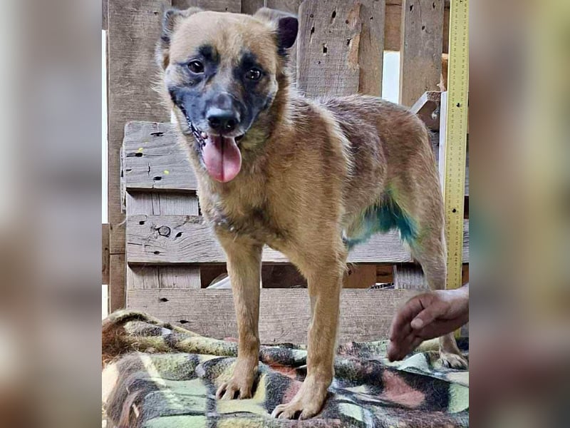 Arko  sensibler Rüde sucht ruhigen Neuanfang