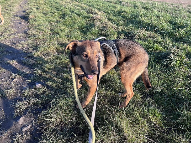 Sanfte Seele Jessy sucht ihr Für-immer-Zuhause