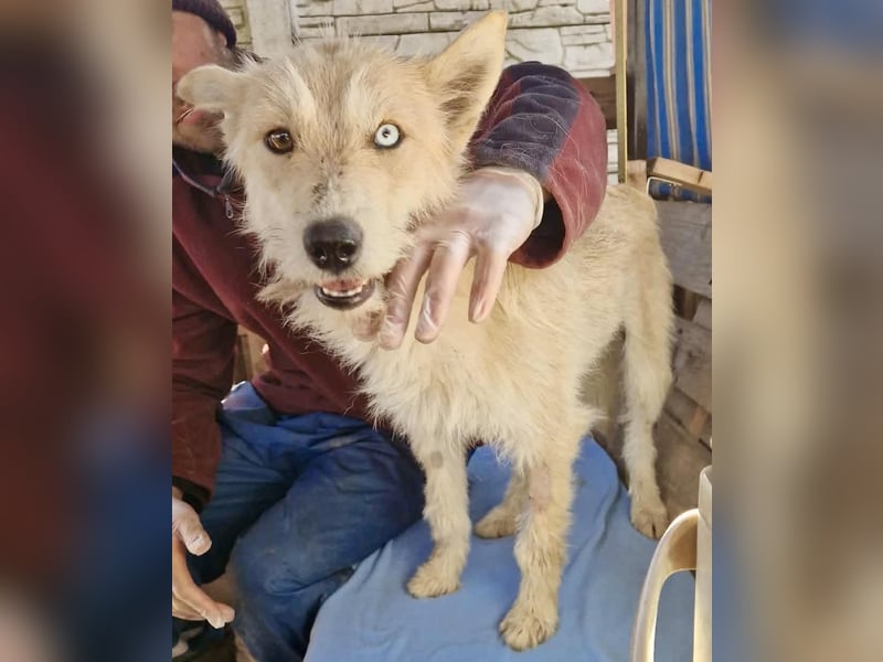 Mara, Schönheit mit zweifarbigem Blick