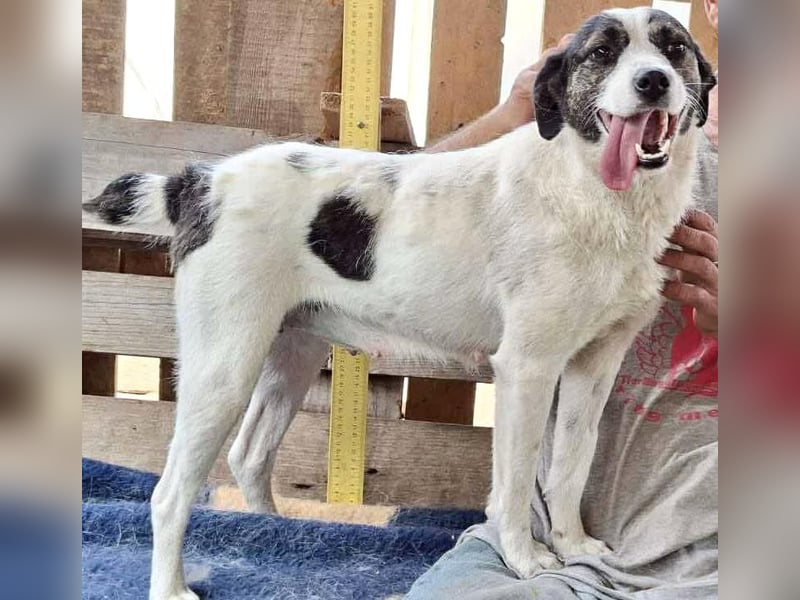 Gloria - offen und verschmust