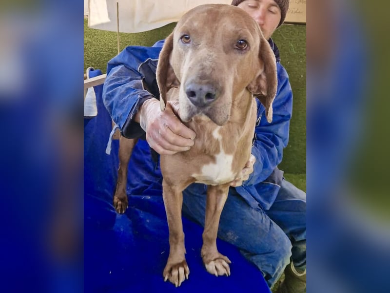 Benji.... Traumhund auf 4 Pfoten