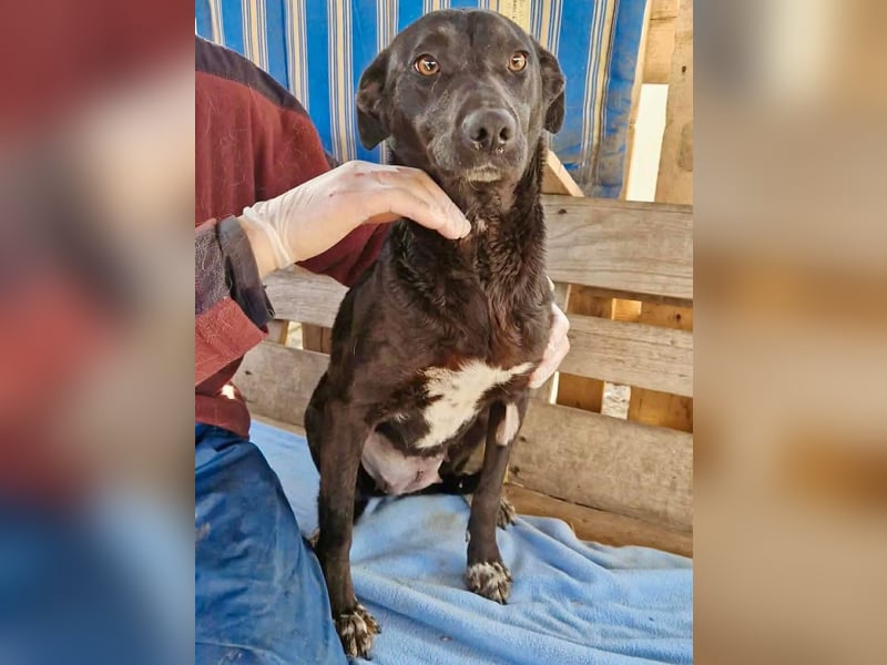 Amy – sanfte Junghündin sucht Geborgenheit