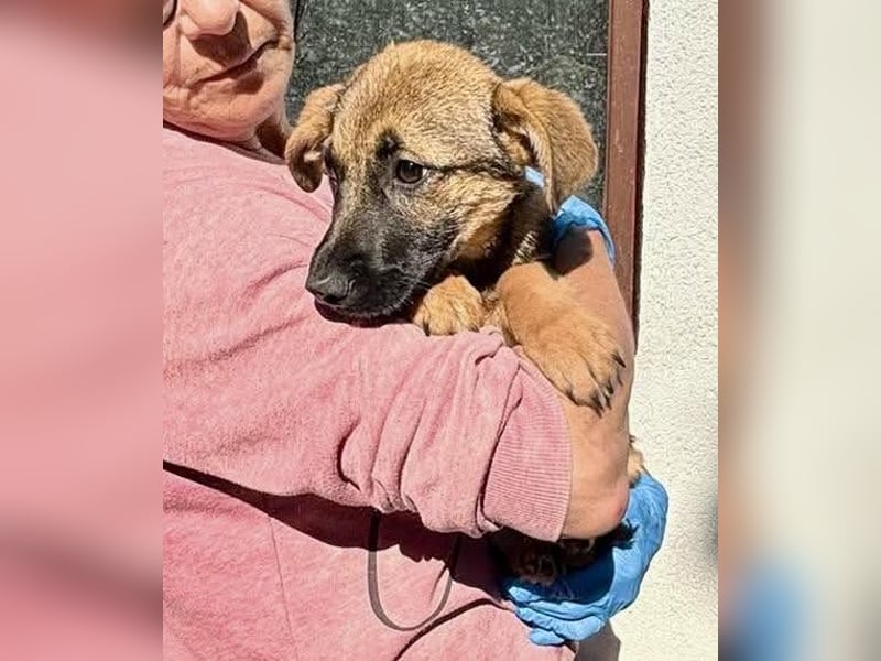Sky – kleines Welpenmädchen sucht ihr Glück