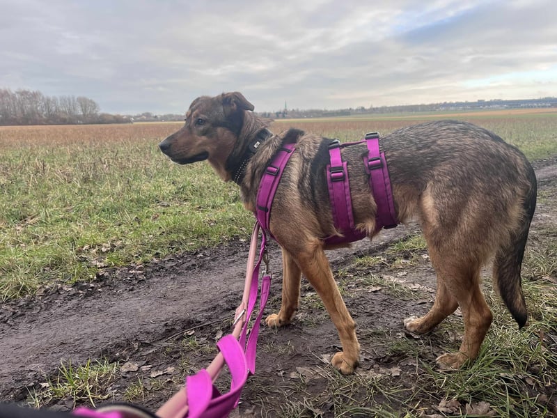 Sanfte Seele Jessy sucht ihr Für-immer-Zuhause