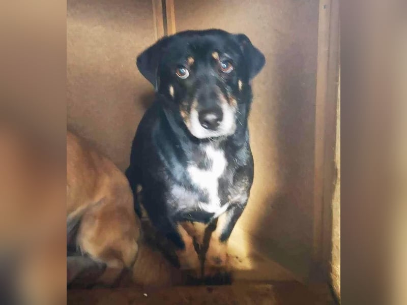 Pelle sucht geduldige und verständnisvolle Menschen