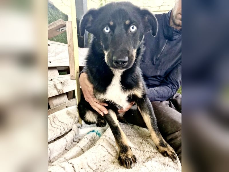 Bobby – junger Hundebub sucht liebevolle Menschen