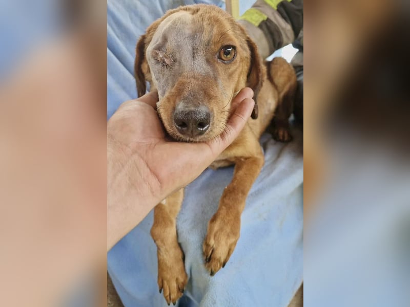 Tapfere Poppy sucht ihr Glück