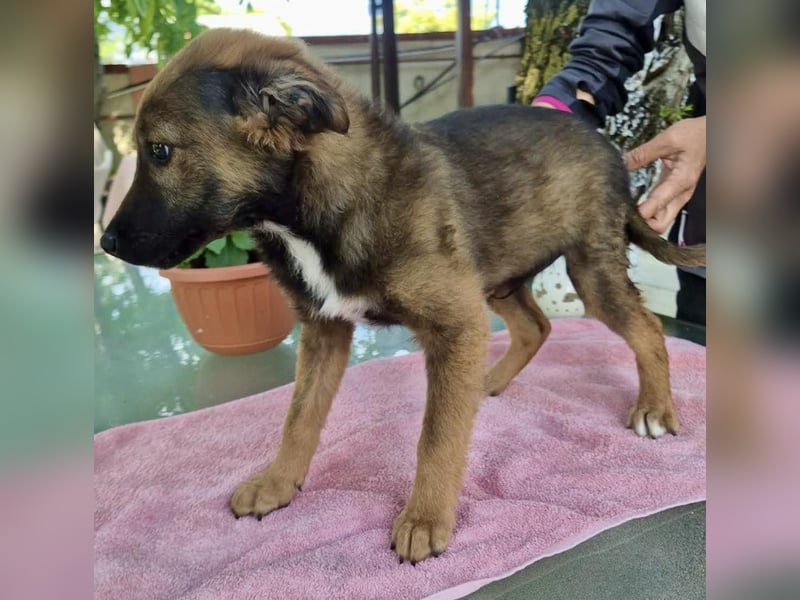 Mogli – kleines Wunder sucht seine Familie
