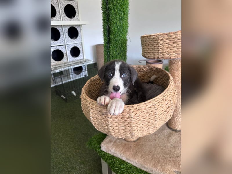 Kleiner Herzenshund Figo sucht seine Familie