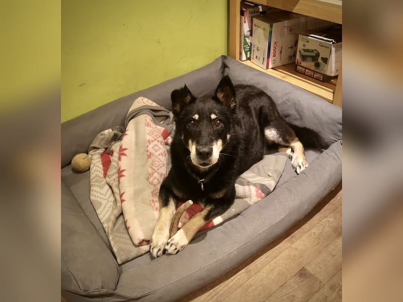 Katzenverträglicher Senior Houdini sucht ländliches Zuhause