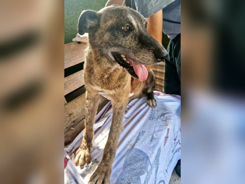 Cody, bitte lass das Shelter nicht seine Endstation sein...