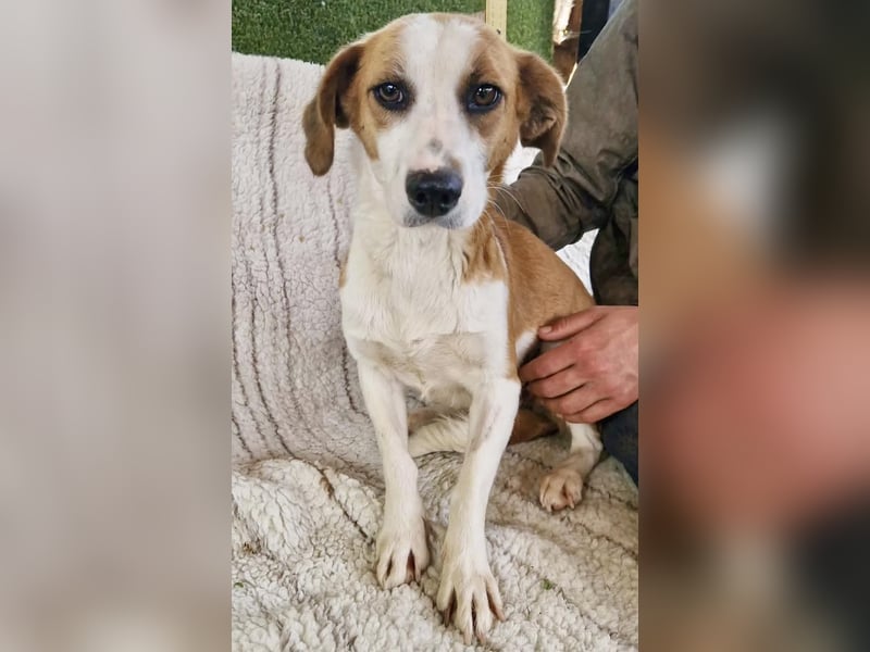 Anika – zarte Hundeseele sucht dringend einen sicheren Hafen