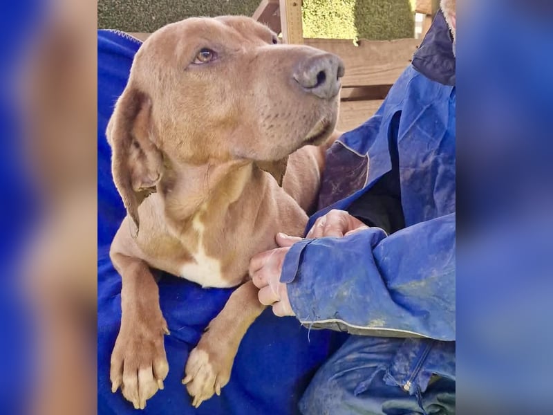 Benji.... Traumhund auf 4 Pfoten