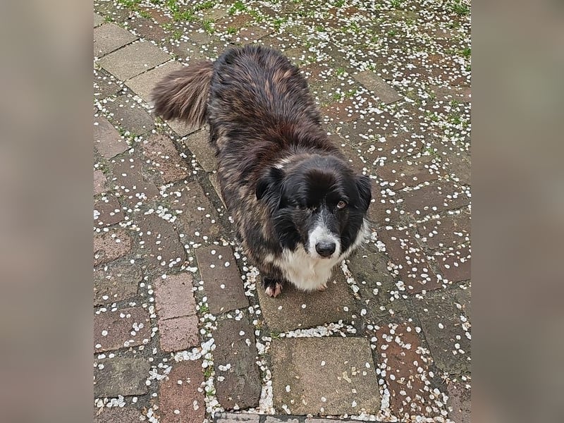 Gnadenplatz für Max gesucht