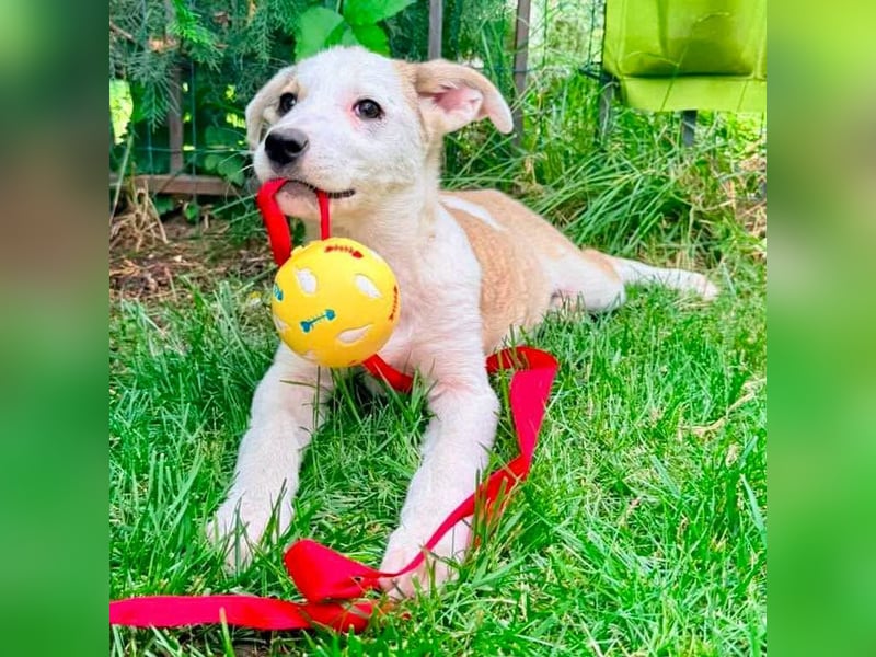 PETZI , hübsches Hundemädchen