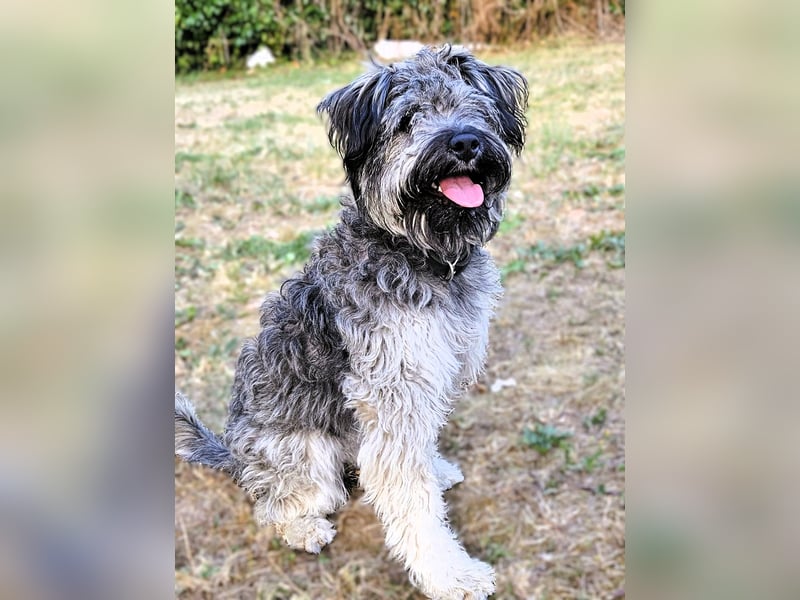 Coco (ehem. Joy) – fröhliche Junghündin sucht aktive Menschen