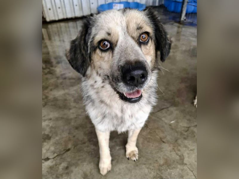 Schmusiger, verspielter Cisco