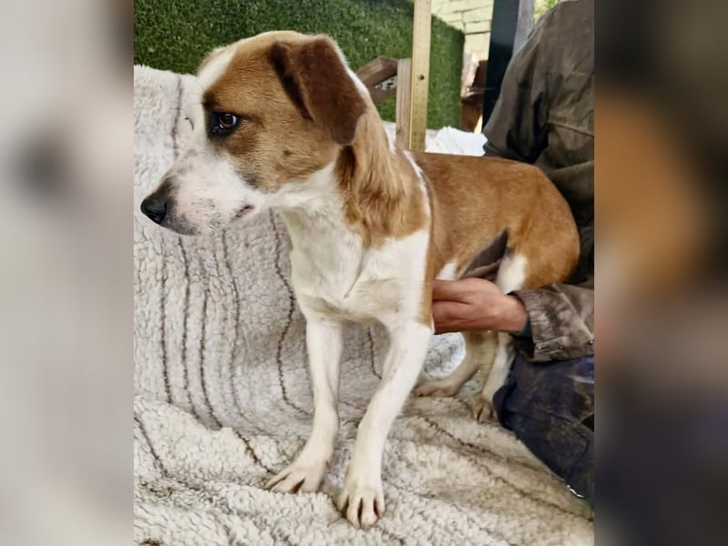 Anika – zarte Hundeseele sucht dringend einen sicheren Hafen