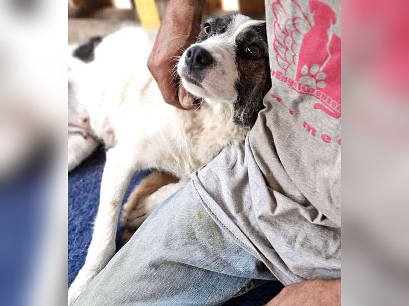 Gloria - offen und verschmust