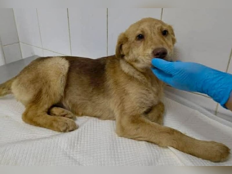 Bildhübsches Welpenmädchen Lumi