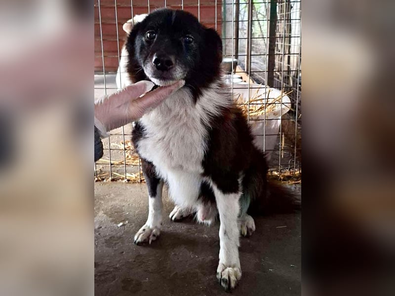 Trauriger, verwaister Pedro