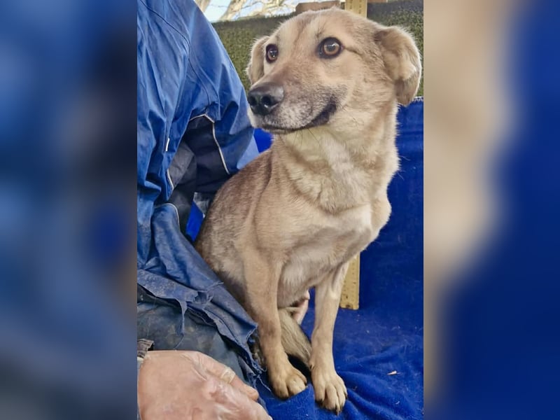 Zierliche Junghündin Dana