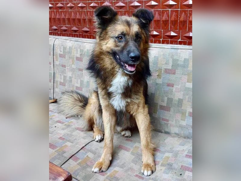 Mimo liebt Menschen und andere Hunde