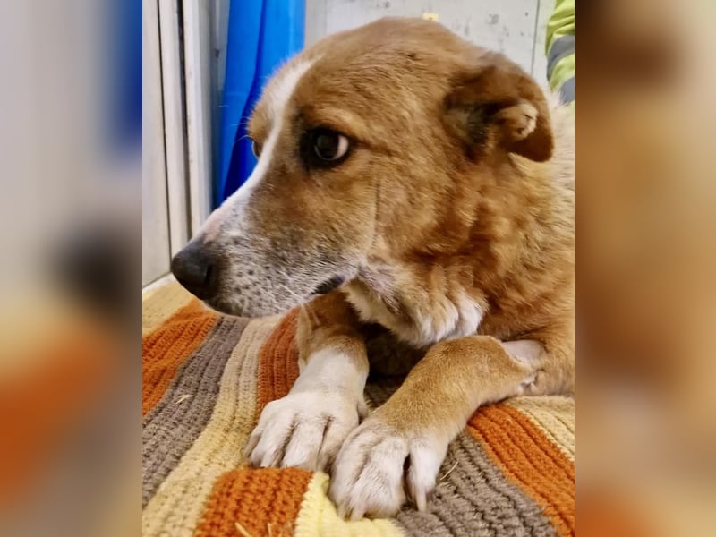 Sanfter Hundeopi Rex