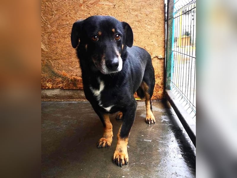 Pelle sucht geduldige und verständnisvolle Menschen