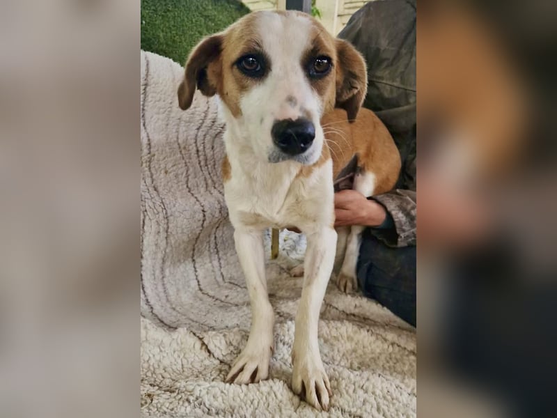 Anika – zarte Hundeseele sucht dringend einen sicheren Hafen