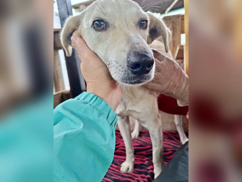 Nala – zierliche, sanfte Hündin sucht erfahrenes Zuhause