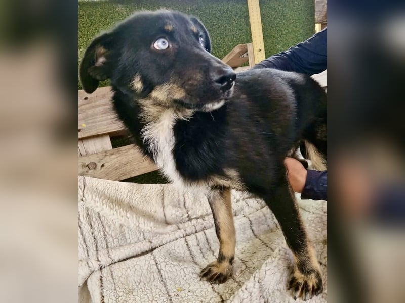 Bobby – junger Hundebub sucht liebevolle Menschen