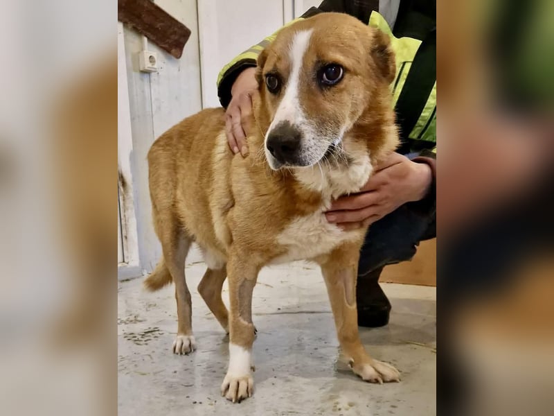 Sanfter Hundeopi Rex