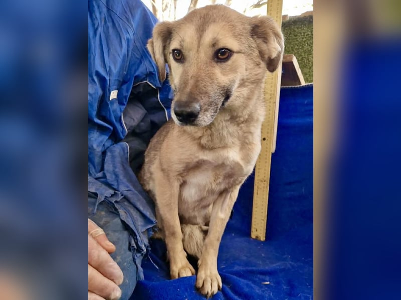 Zierliche Junghündin Dana