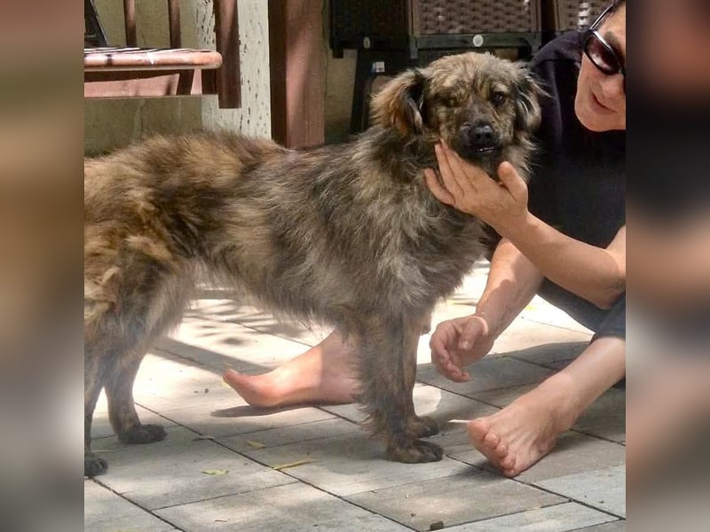 Ronja – kleine Kämpferin sucht ihr Happy End