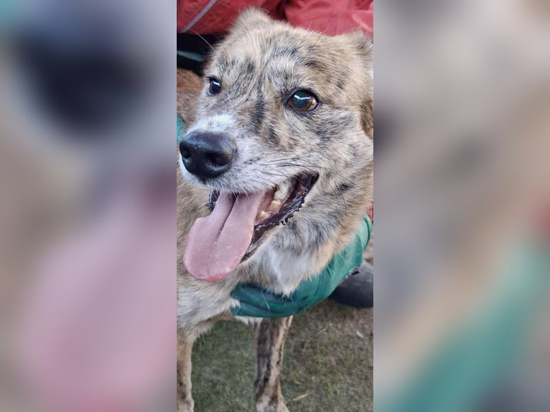 Simba – sensibel, verschmust, lustig