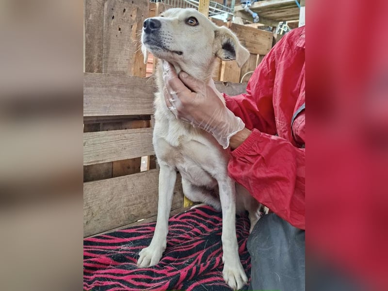 Nala – zierliche, sanfte Hündin sucht erfahrenes Zuhause