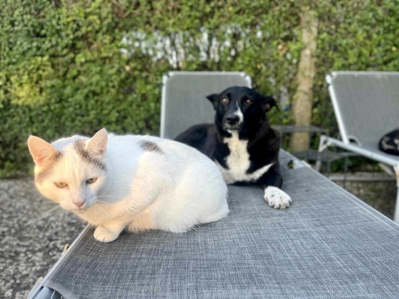 ENYA Wer verliebt sich in die clevere Hundedame?