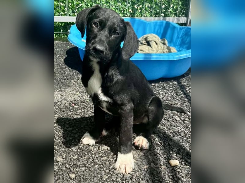 Cupcake – kleiner Glückspilz sucht seine Familie