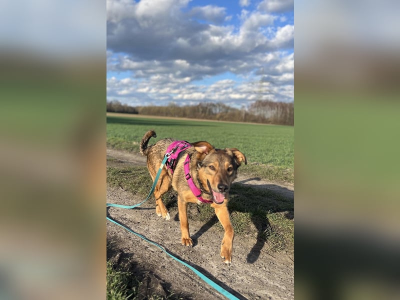 Sanfte Seele Jessy sucht ihr Für-immer-Zuhause