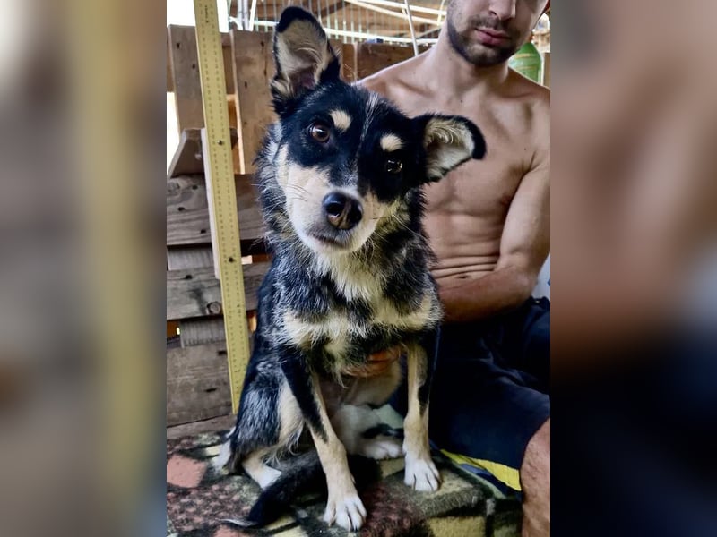 Pauli - sanfter Charmeur