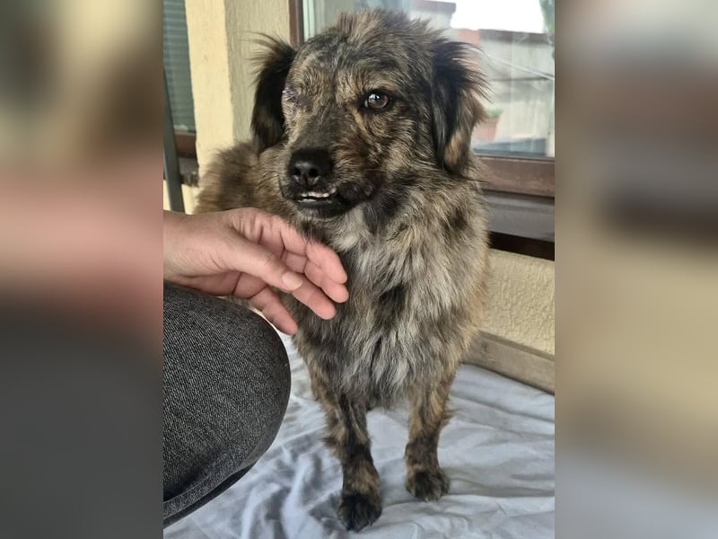 Ronja – kleine Kämpferin sucht ihr Happy End