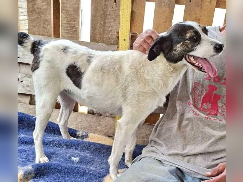 Gloria - offen und verschmust