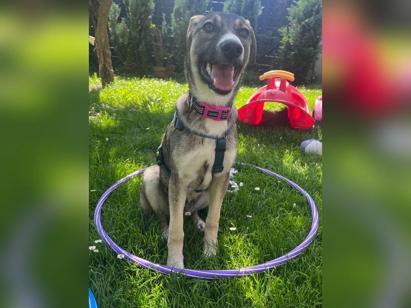 Arco - Ein besonderer Hundejunge wartet auf seine Familie